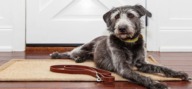 Comment reconnaître la fin des chaleur chienne ?