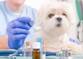 Quel médicament donner à un chien constipé ?