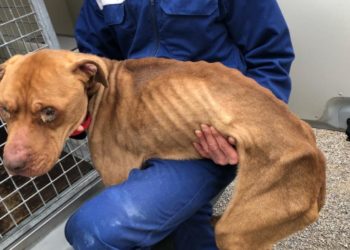 Comment faire sauter son chien dans un cerceau ?