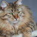Comment s'appelle la poche sous le ventre du chat ?