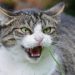 Qu'est-ce que déteste les chats ?