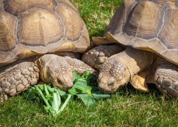 Est-ce que les tortues mangent le gazon ?