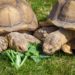 Est-ce que les tortues mangent le gazon ?