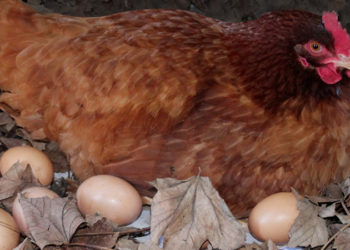 Pourquoi les poules ne pondent pas l'hiver ?