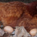 Pourquoi les poules ne pondent pas l'hiver ?