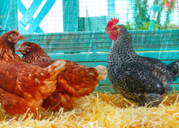 Pourquoi mes cannes ne pondent pas ?