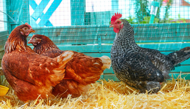 Pourquoi mes cannes ne pondent pas ?