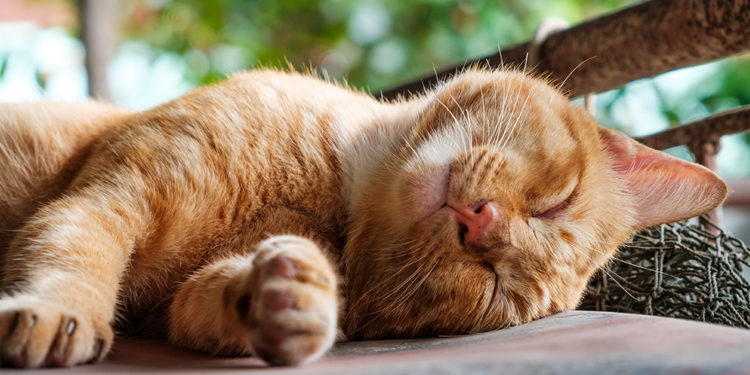 Comment savoir si son octodon est heureux ?