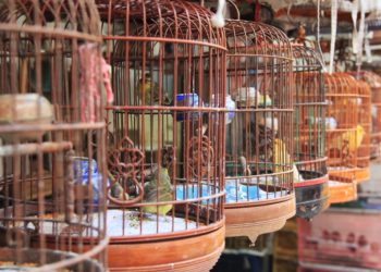 Quel oiseau marche ?