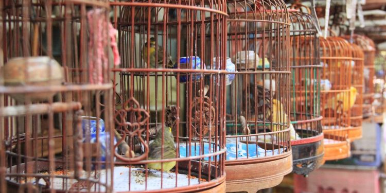 Quel oiseau marche ?