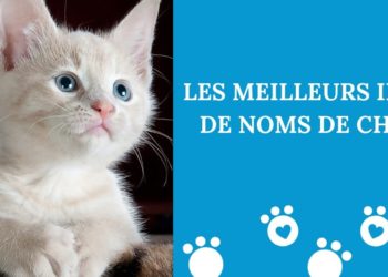 Quel est le meilleur nom pour un chat ?