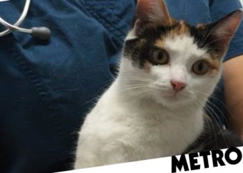 Comment attirer un chat qui se cache ?