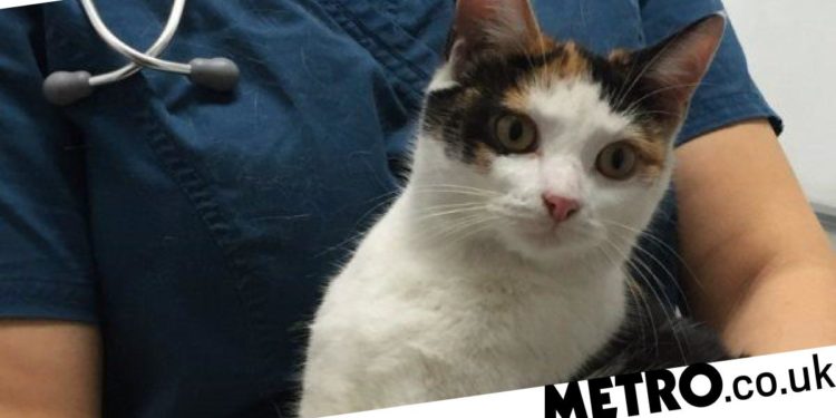 Comment attirer un chat qui se cache ?