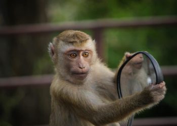 Est-ce interdit d'avoir un singe en France ?
