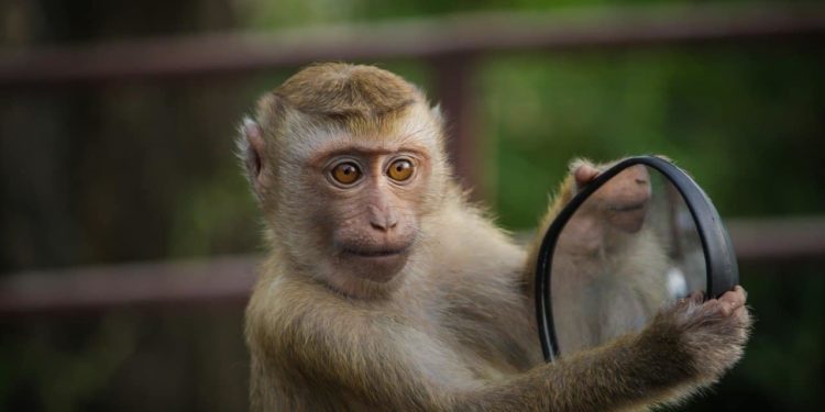 Est-ce interdit d'avoir un singe en France ?