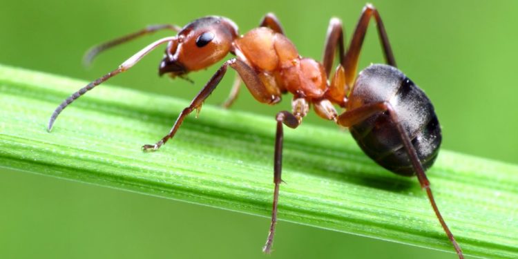 Comment attirer beaucoup de fourmis ?