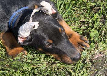 Qui coupe les oreilles des chiens ?