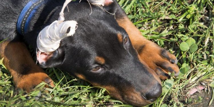 Qui coupe les oreilles des chiens ?