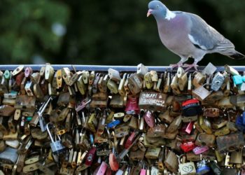 Où dorment les chats la nuit ?