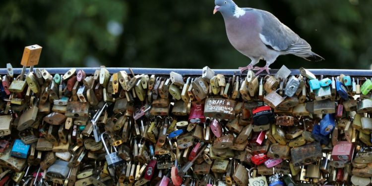 Où dorment les chats la nuit ?