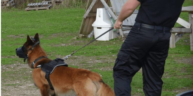 Comment devenir maitre chien dans la sécurité civile ?
