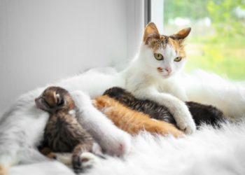 Pourquoi un chat abandonné sa maison ?