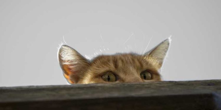 Comment punir un chat qui a mordu ?