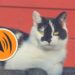 Quel est le meilleur répulsif pour les chats ?