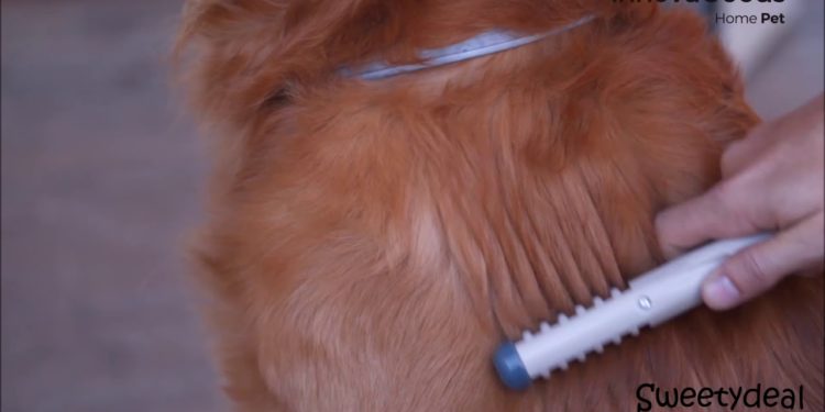 Comment enlever les nœuds d'un Yorkshire ?