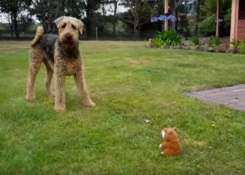 Est-ce qu'un chien peut avoir deux maîtres ?