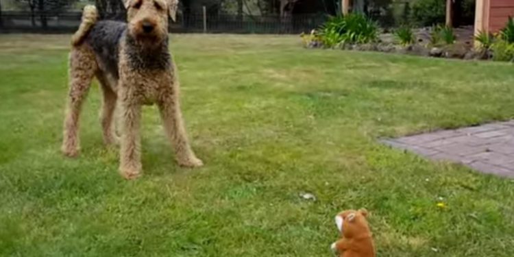 Est-ce qu'un chien peut avoir deux maîtres ?