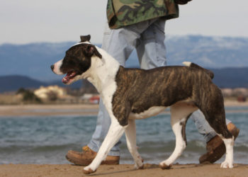Puis-je promener mon chien sans laisse ?