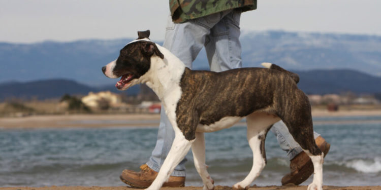 Puis-je promener mon chien sans laisse ?