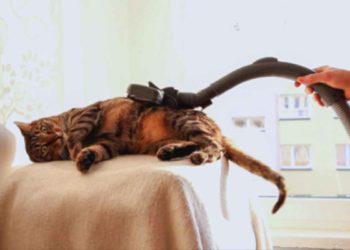 Pourquoi les chats adultes ont peur des chatons ?