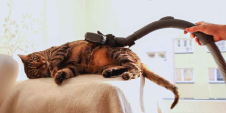 Pourquoi les chats adultes ont peur des chatons ?