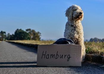 Est-ce qu'un chat peut retrouver son chemin ?