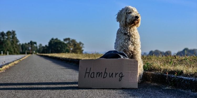 Est-ce qu'un chat peut retrouver son chemin ?