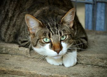 Est-ce qu'un chat peut rester seul une semaine ?