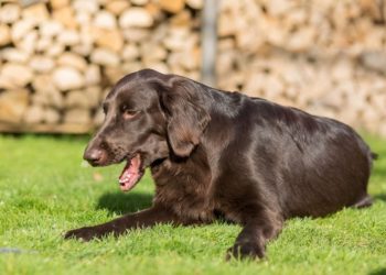 Pourquoi mon chat fait comme s'il allait vomir ?