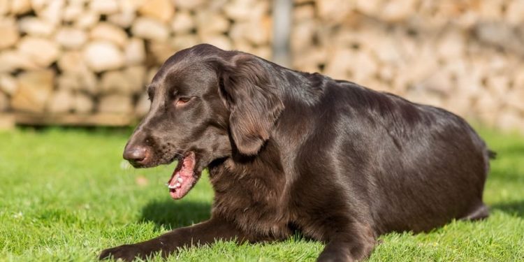 Pourquoi mon chat fait comme s'il allait vomir ?