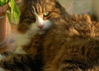 Comment empêcher un chat de sortir de la maison ?