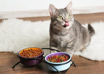 Comment nourrir un chat qui refuse de se nourrir ?