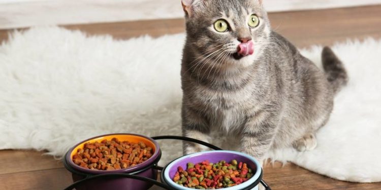 Comment nourrir un chat qui refuse de se nourrir ?