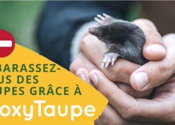 Comment se débarrasser des Faucheux ?