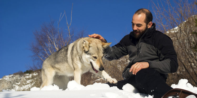 Est-il possible d'apprivoiser un merle ?