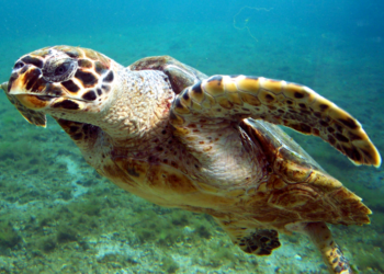 Pourquoi protéger les espèces en voie de disparition ?