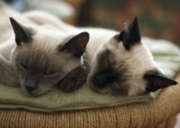 Comment faire pour que deux chats s'entendent bien ?