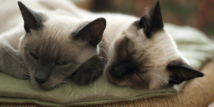 Comment faire pour que deux chats s'entendent bien ?
