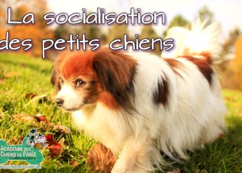 Comment socialiser un chien adulte avec un chiot ?