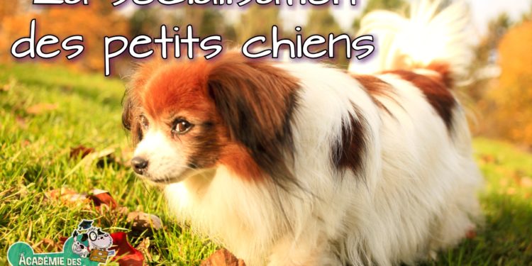 Comment socialiser un chien adulte avec un chiot ?